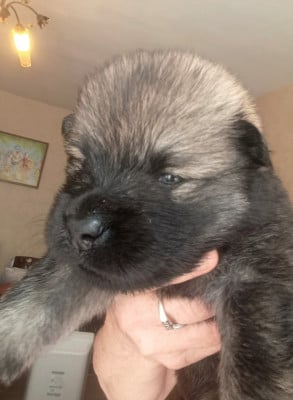 Les chiots de Eurasier