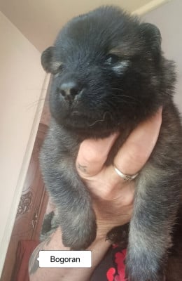 Les chiots de Eurasier