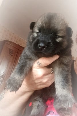 Les chiots de Eurasier