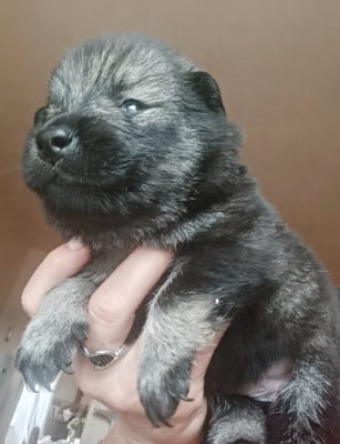 Les chiots de Eurasier