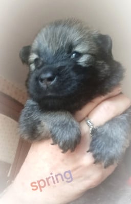 Les chiots de Eurasier
