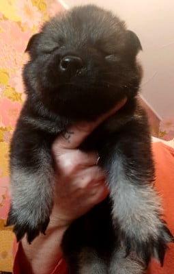 Les chiots de Eurasier