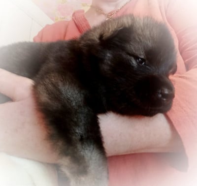 Les chiots de Eurasier
