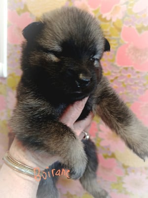 Les chiots de Eurasier