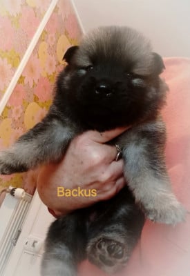 Les chiots de Eurasier
