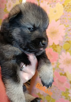 Les chiots de Eurasier