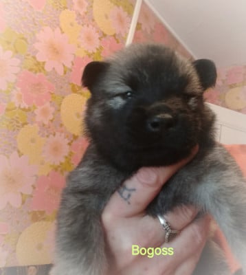 Les chiots de Eurasier