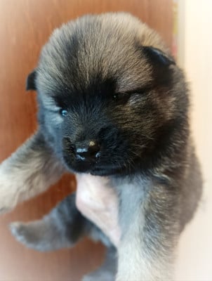 Les chiots de Eurasier