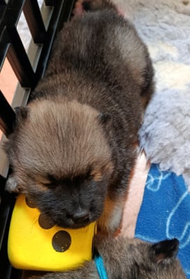 Les chiots de Eurasier