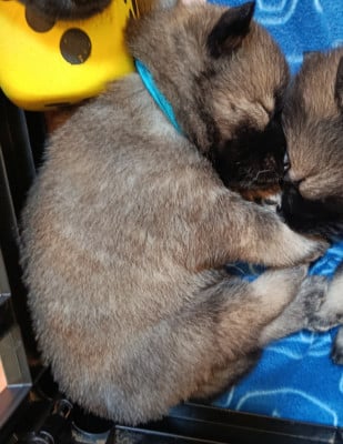 Les chiots de Eurasier
