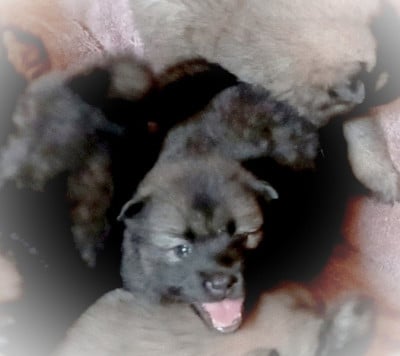 Les chiots de Eurasier