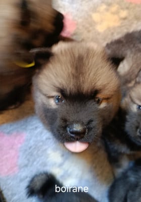 Les chiots de Eurasier
