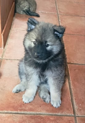 Les chiots de Eurasier