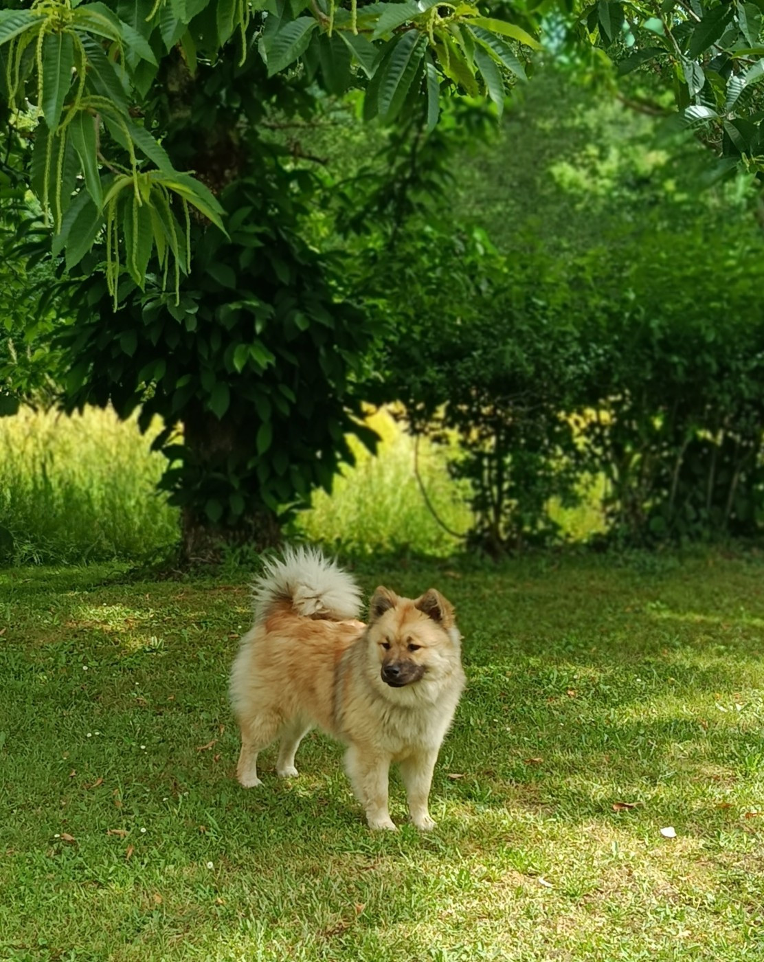 Akirèle lhamo Shakia de nibele - puppy : TRES prometteur