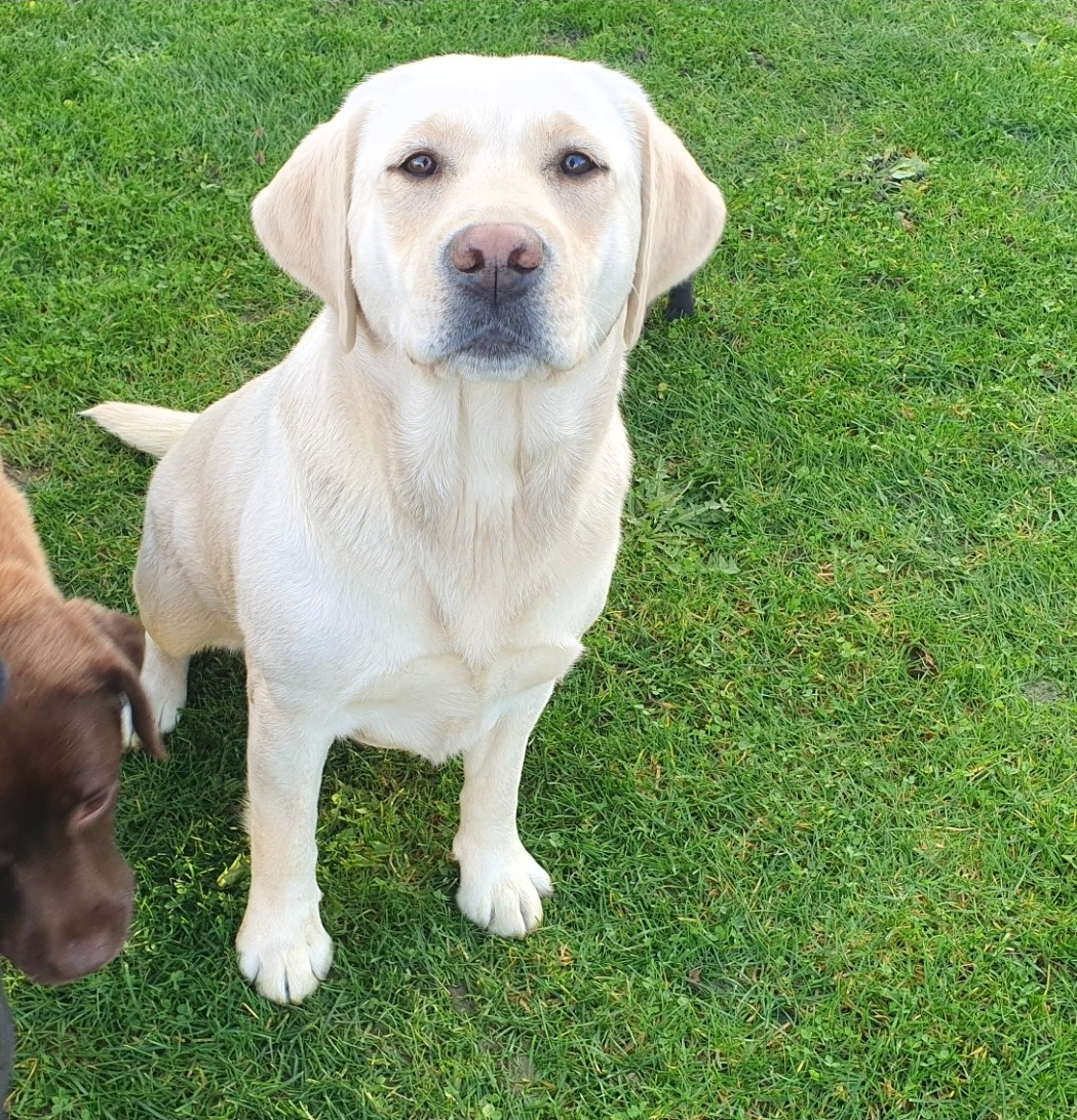 Virgule Du Royaume De Lecki