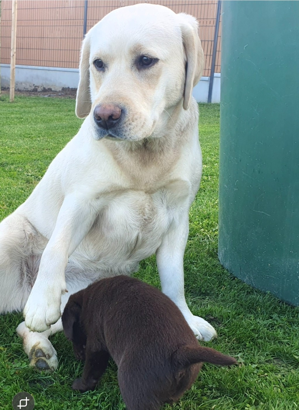 Virgule Du Royaume De Lecki