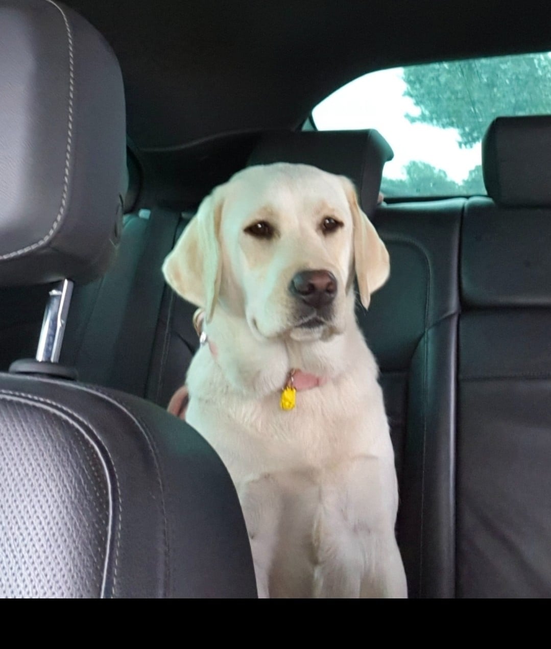 Virgule Du Royaume De Lecki