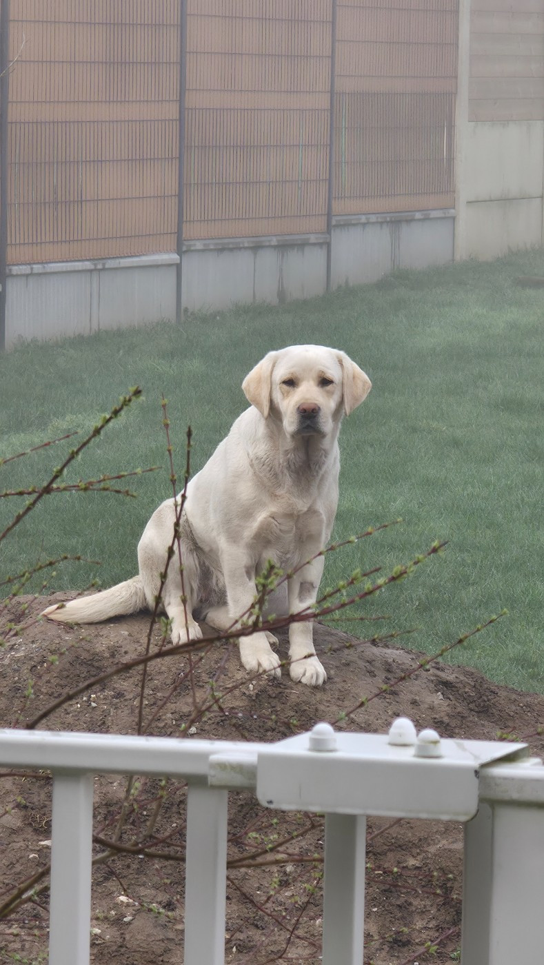 Virgule Du Royaume De Lecki
