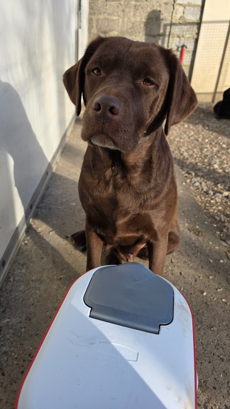 Reglisse du taillis madame