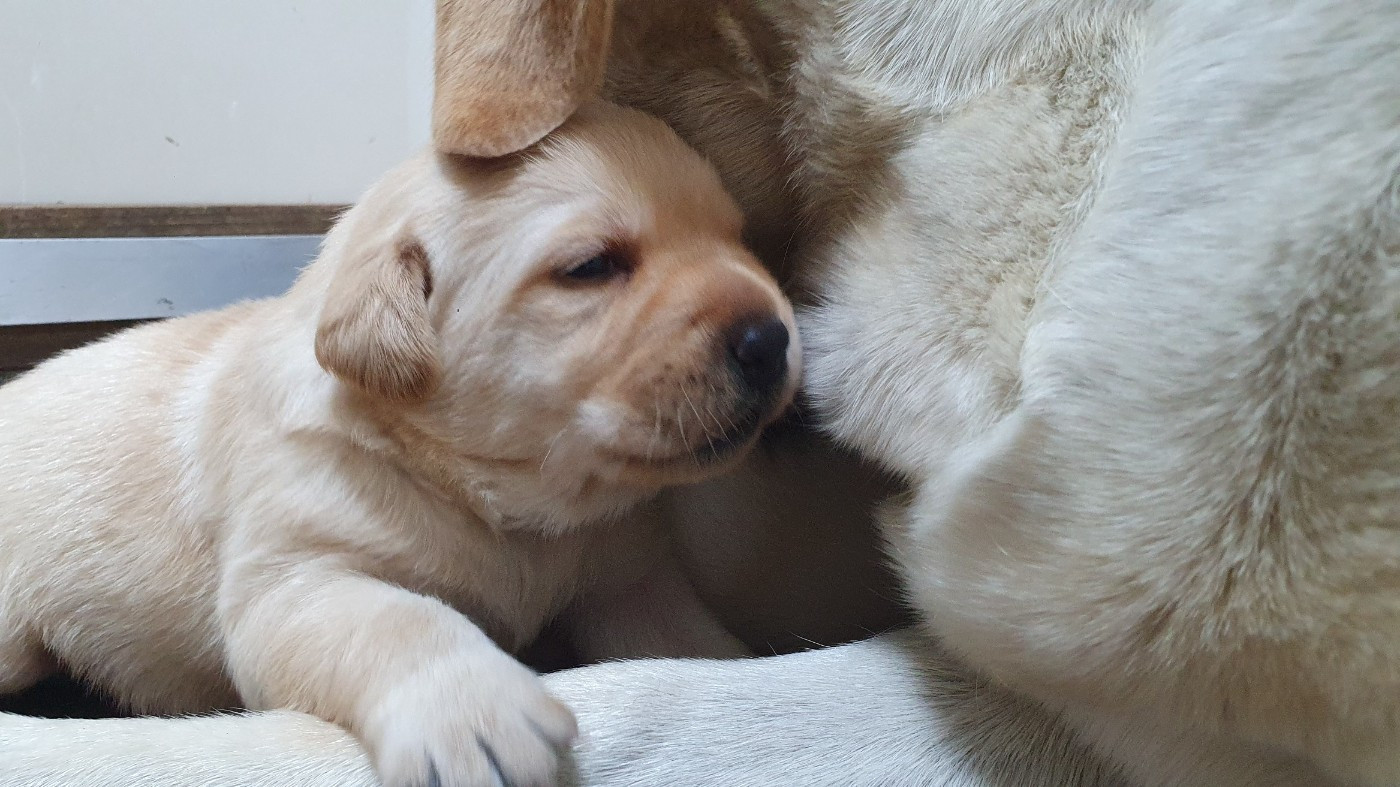 Labrador Retriever - Du Jardin Des Capucines