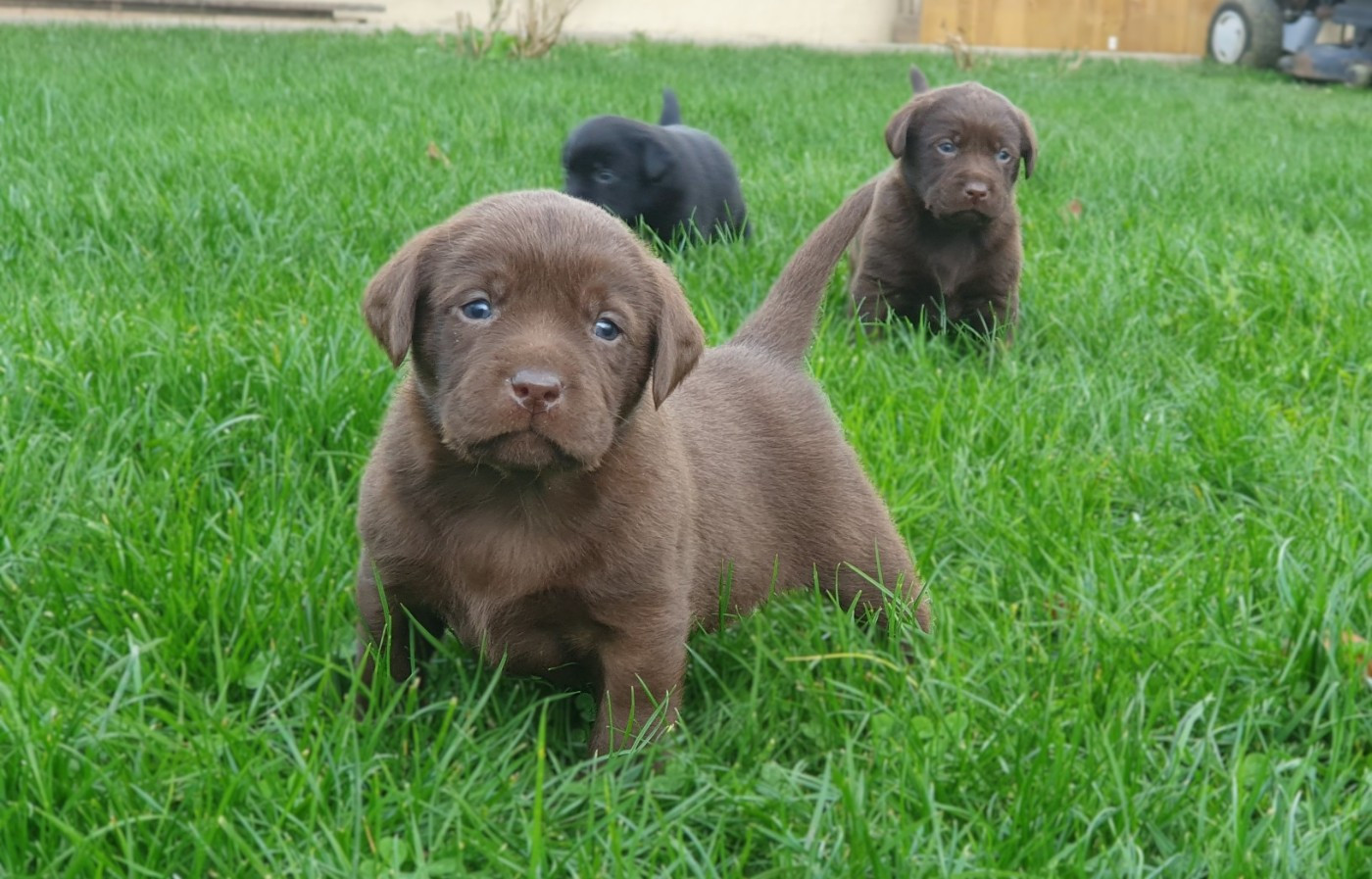 Labrador Retriever - Du Jardin Des Capucines