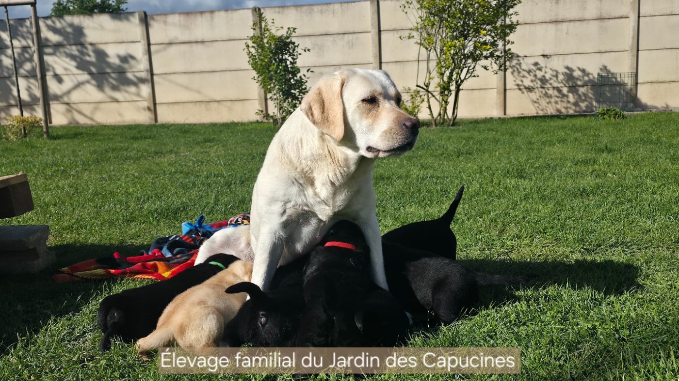 Labrador Retriever - Du Jardin Des Capucines