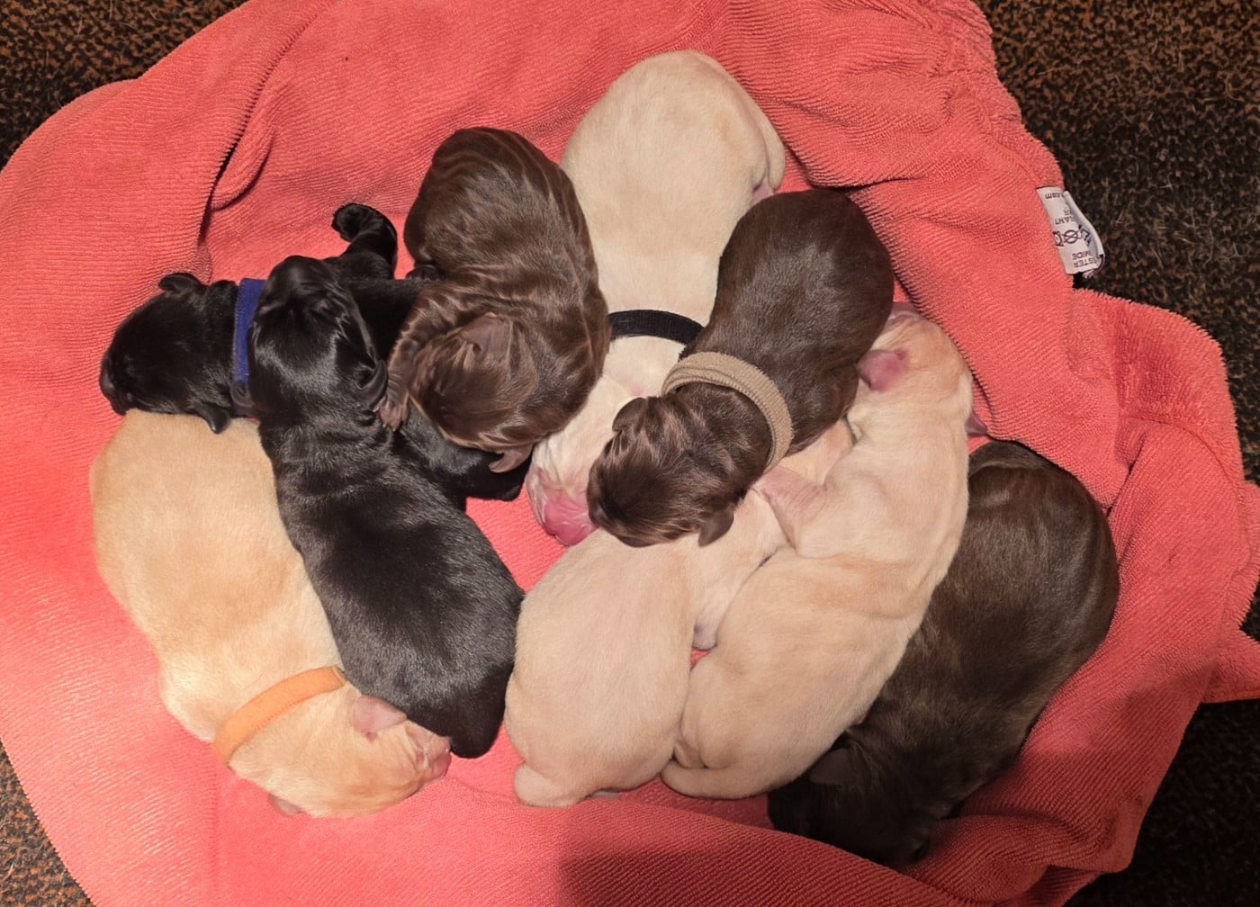 Chiot Labrador Retriever
