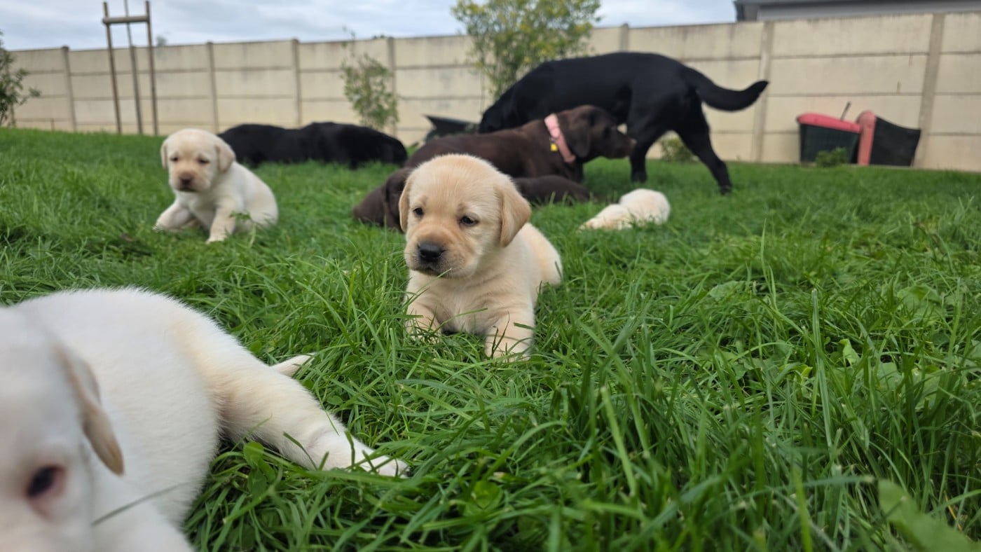 Labrador Retriever - Du Jardin Des Capucines
