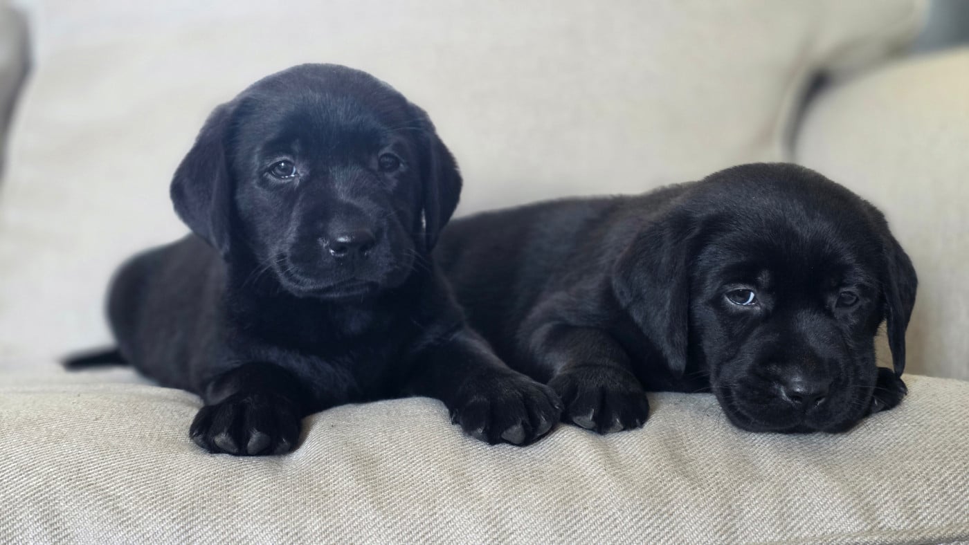 Labrador Retriever - Du Jardin Des Capucines