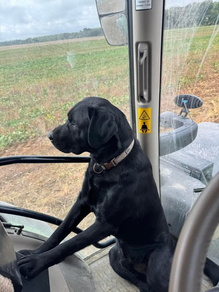 UMBRO REBAPTISé UGO