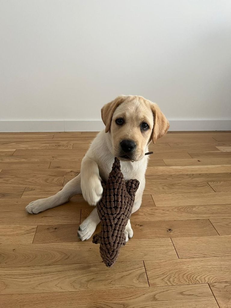 UZI-NOE  (dit: Noé)