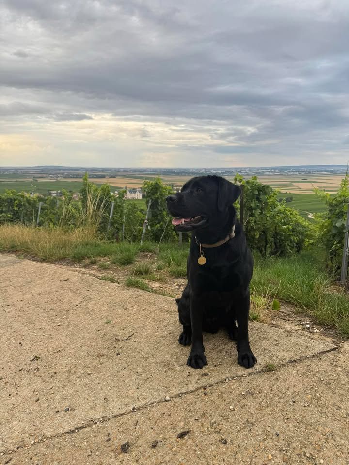 UMBRO REBAPTISé UGO