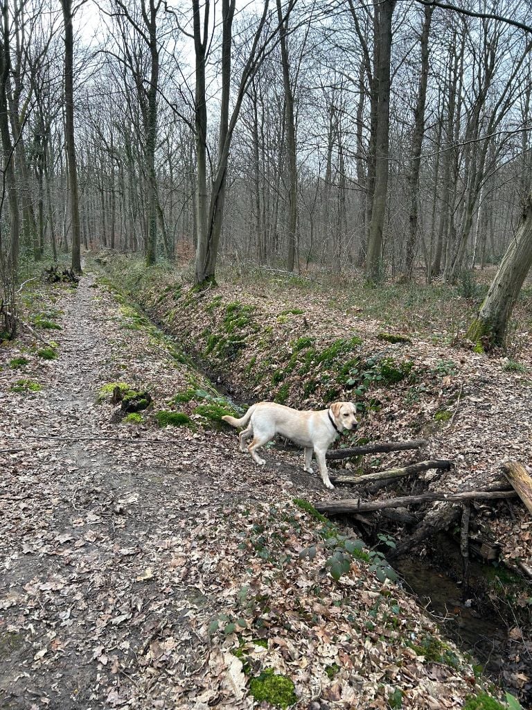 UZI-NOE  (dit: Noé)