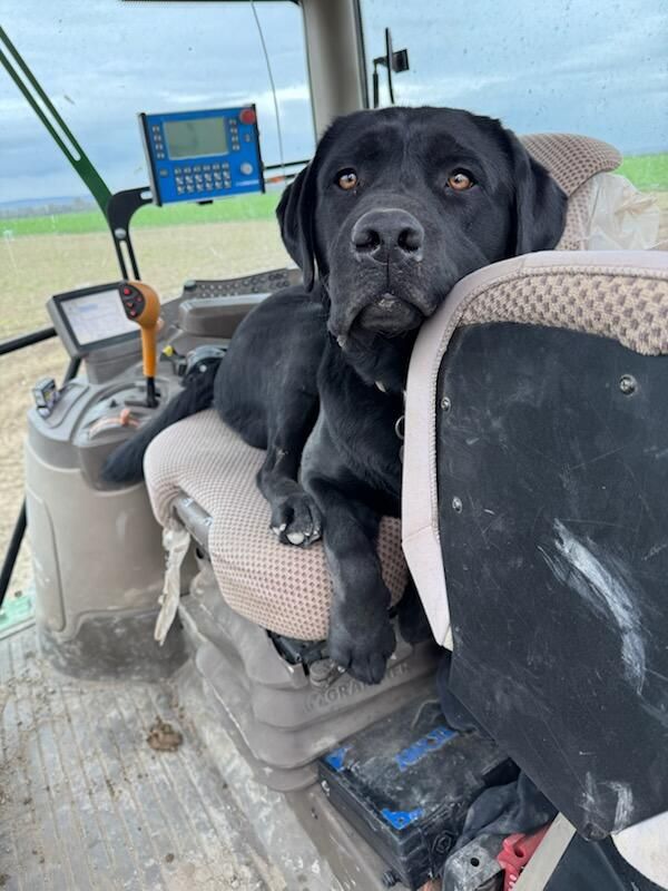 UMBRO REBAPTISé UGO