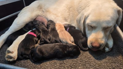 Femelle 3 noire - Labrador Retriever