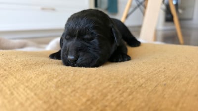 Les chiots de Labrador Retriever