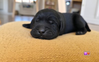 Les chiots de Labrador Retriever