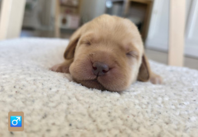 Les chiots de Labrador Retriever