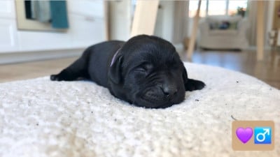 Les chiots de Labrador Retriever