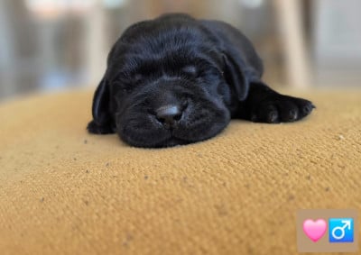 Les chiots de Labrador Retriever