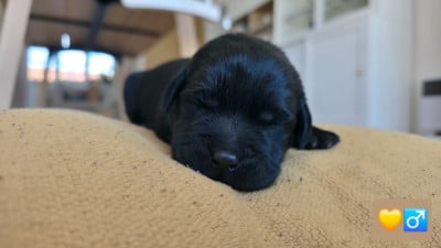 Les chiots de Labrador Retriever