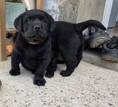 Les chiots de Labrador Retriever