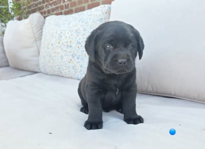 Les chiots de Labrador Retriever