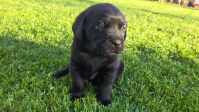 Les chiots de Labrador Retriever