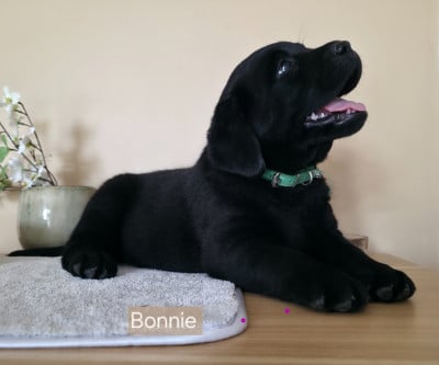 Les chiots de Labrador Retriever