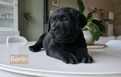 Les chiots de Labrador Retriever