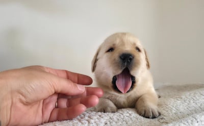 Les chiots de Labrador Retriever