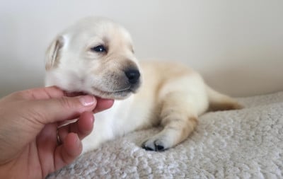 Les chiots de Labrador Retriever