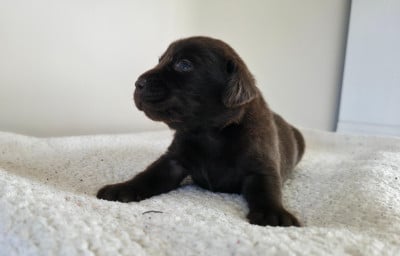 Les chiots de Labrador Retriever