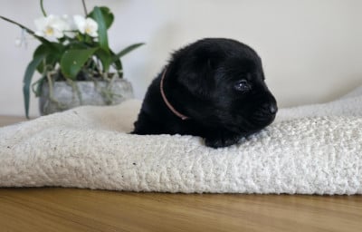 Les chiots de Labrador Retriever